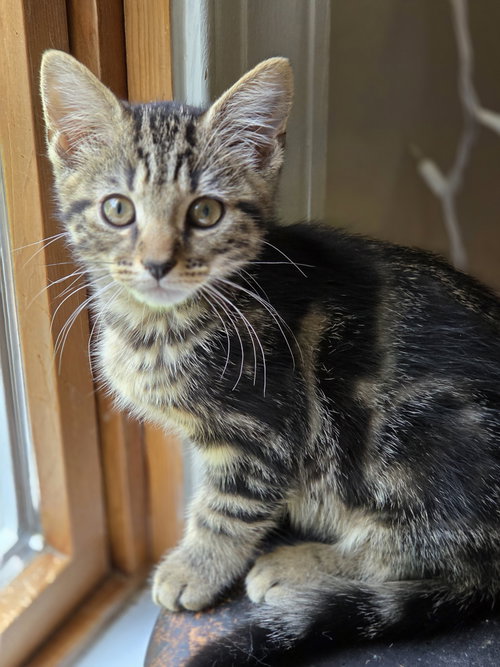 Dazzle, an adoptable Domestic Short Hair in Pittsboro, NC