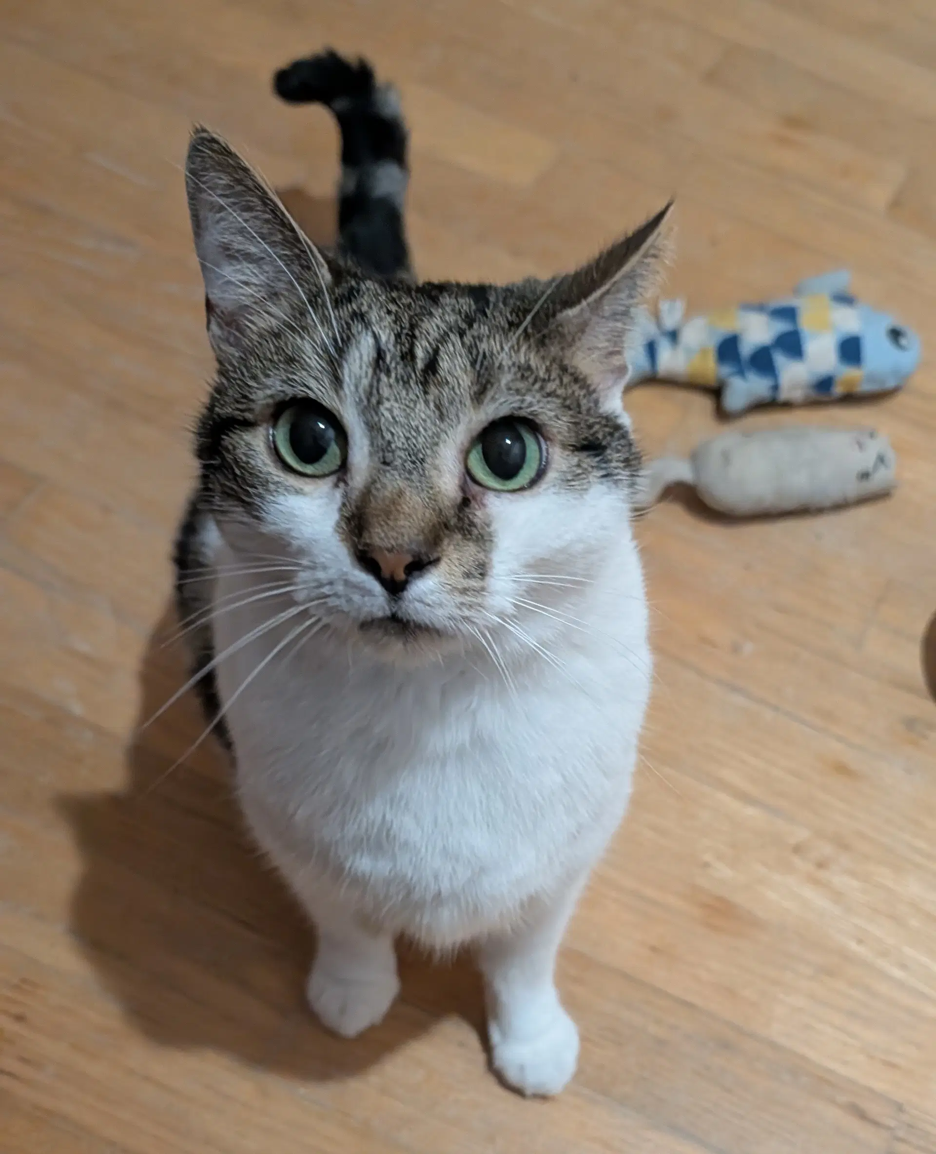 Benji - Domestic Short Hair