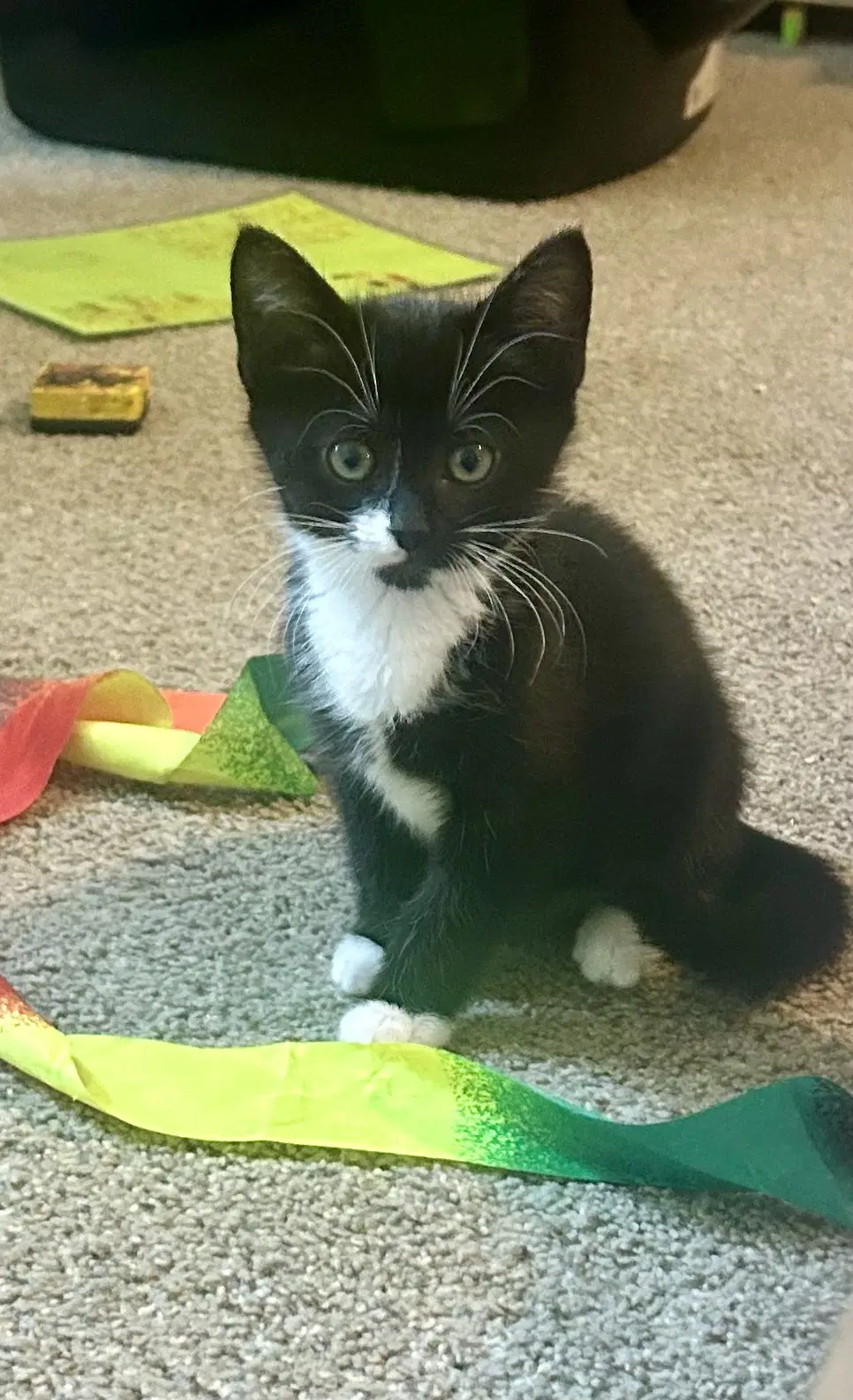 Maple Mbappe - Domestic Short Hair