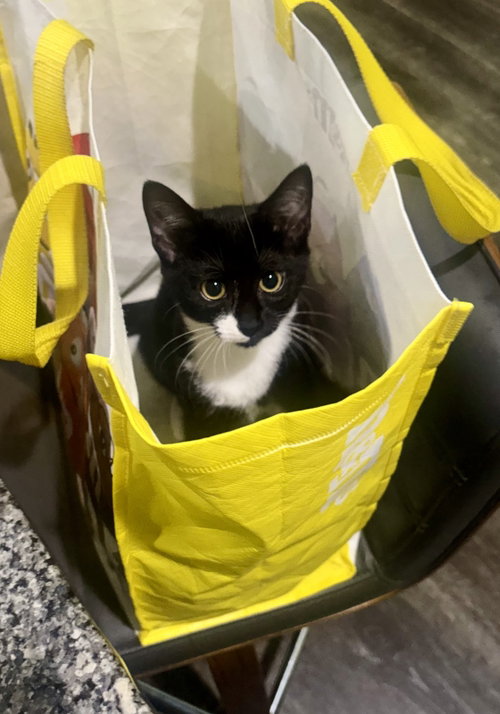picture of the cat needing adoption