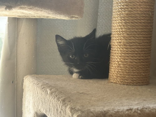 Petey Pele photo 2