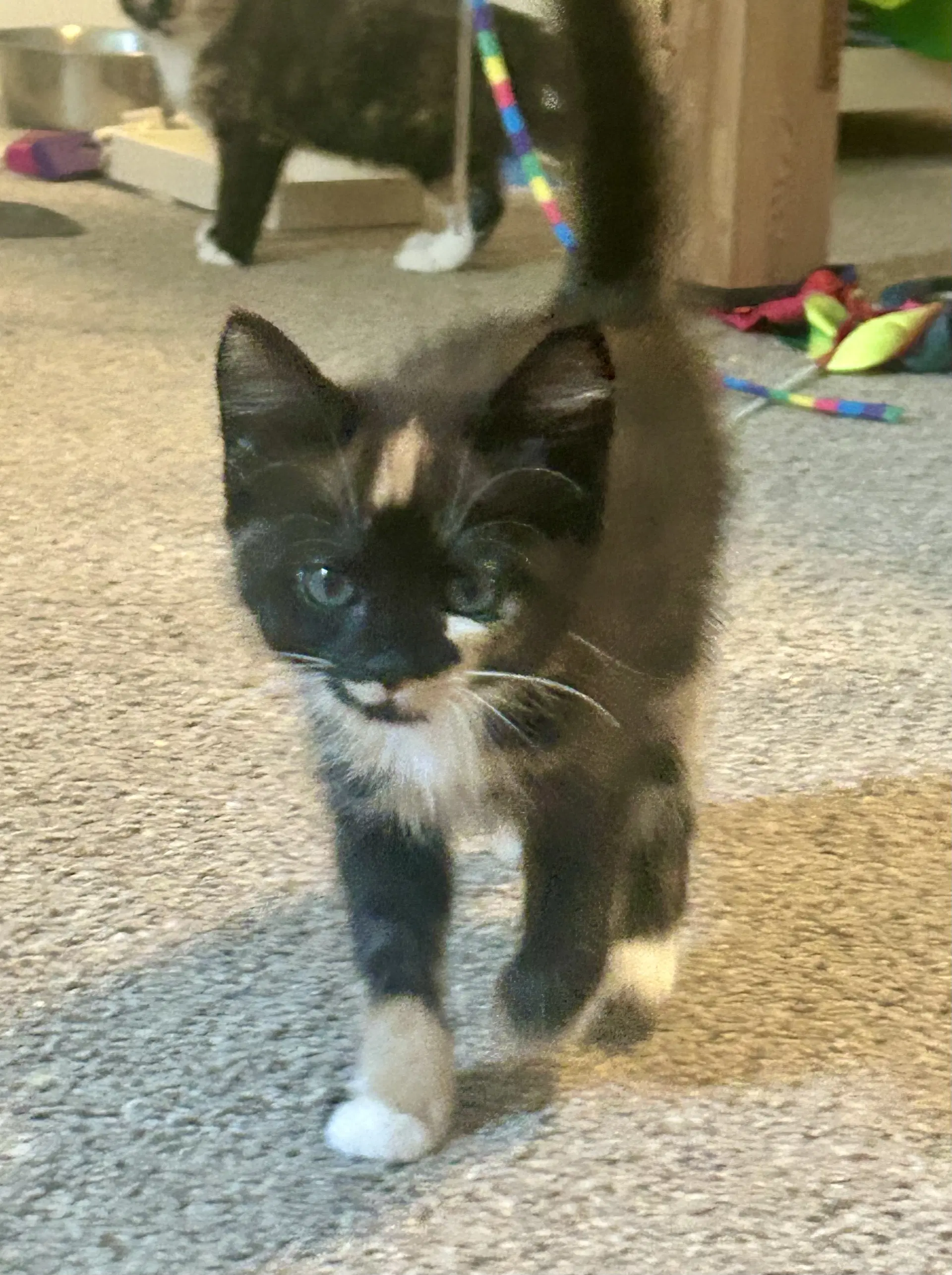 Missy Messi - Domestic Short Hair