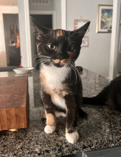 picture of the cat needing adoption