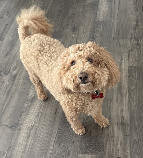 Roux, an adoptable Poodle in Pittsboro, NC