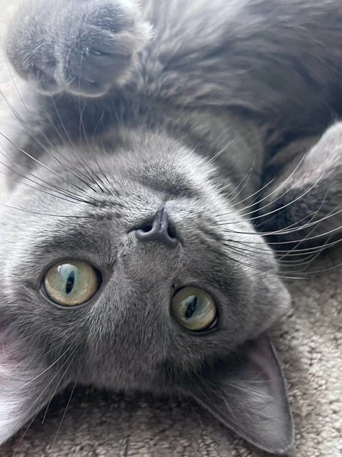 Ami, an adoptable American Shorthair in Pittsboro, NC