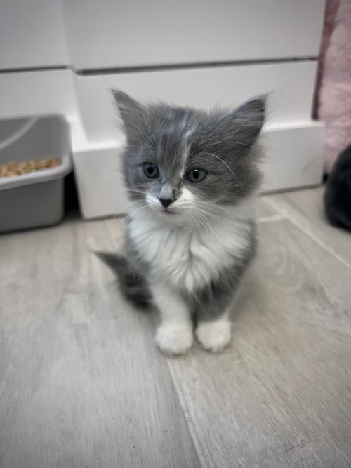 Fuji, an adoptable American Shorthair in Pittsboro, NC