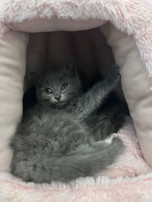 Stella, an adoptable American Shorthair in Pittsboro, NC