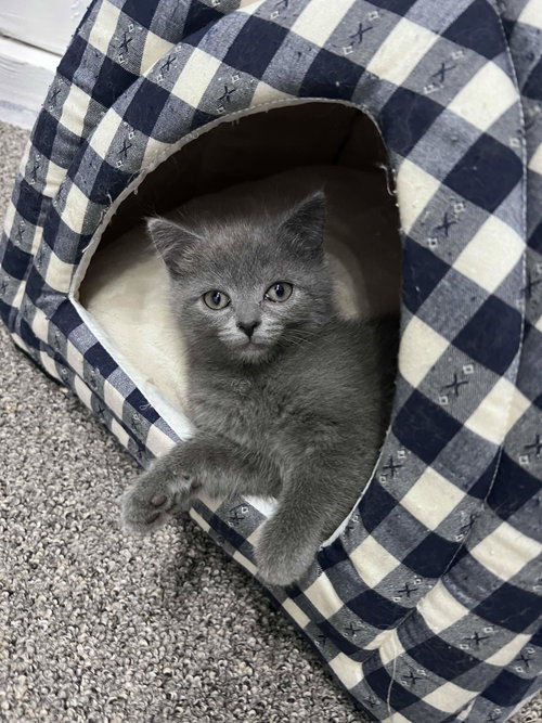 picture of the cat needing adoption