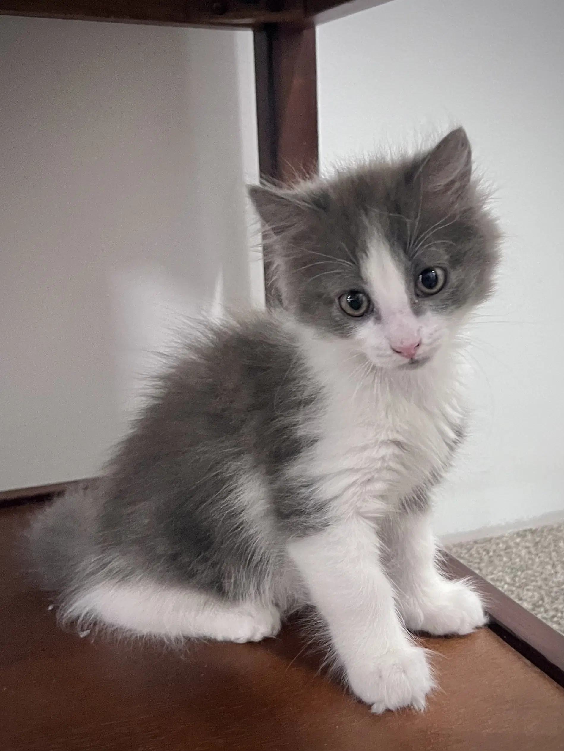 Blaze - American Shorthair