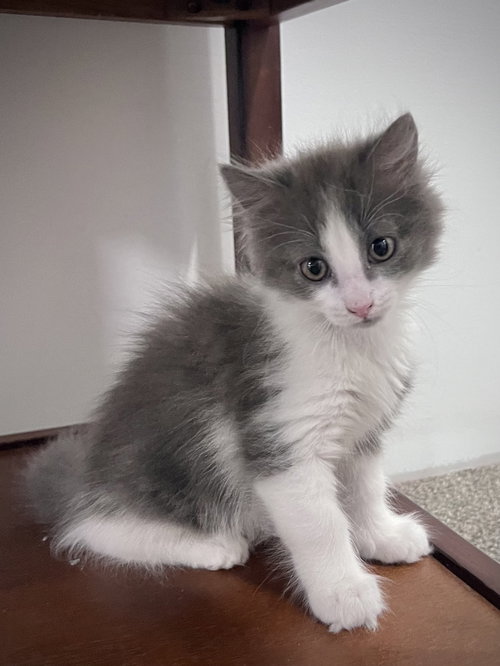 picture of the cat needing adoption