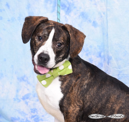 Gator, an adoptable Beagle in Pittsboro, NC