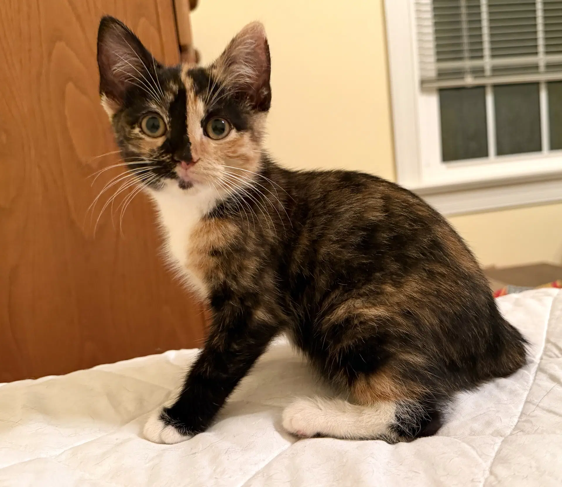 Andia - Domestic Short Hair