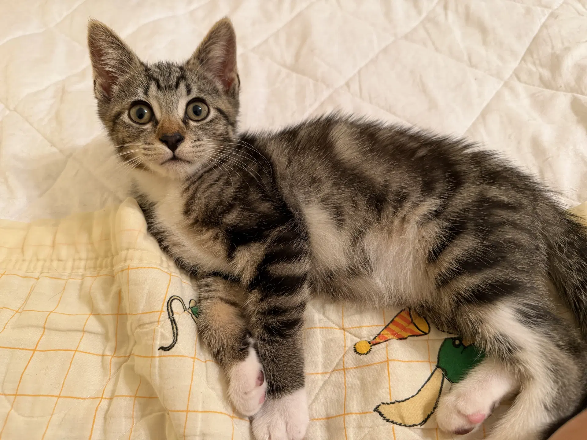 Rooster - Domestic Short Hair
