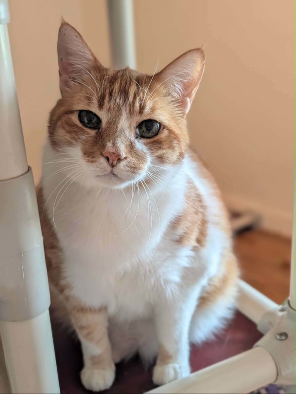 Simon