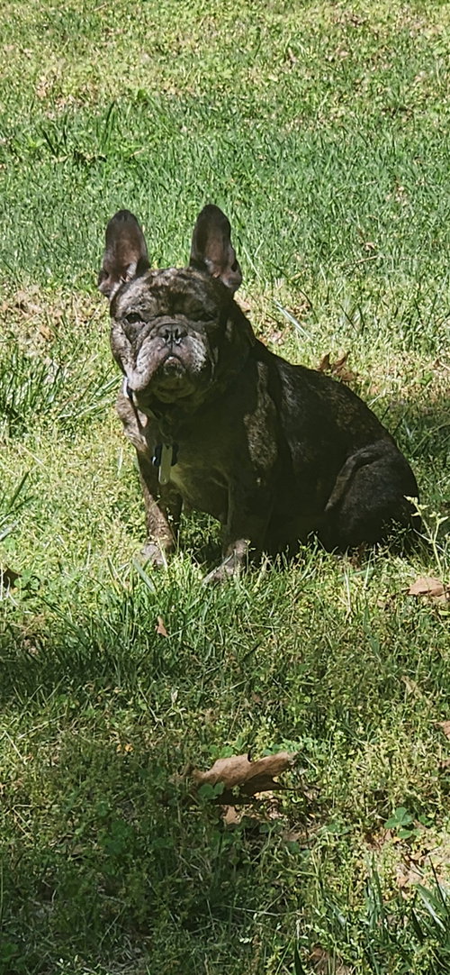Bonnie