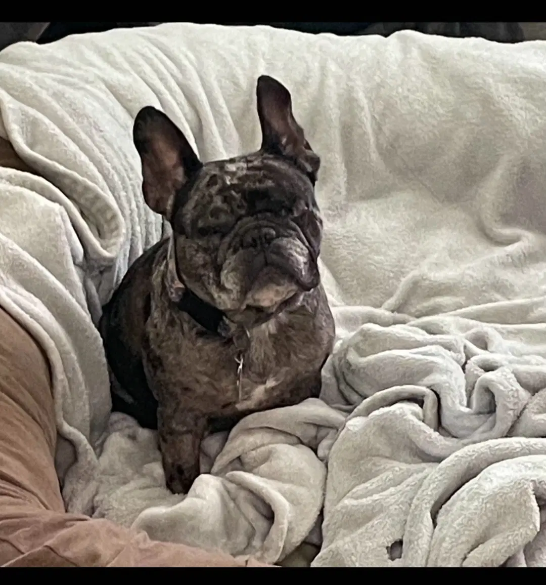 Bonnie image 4