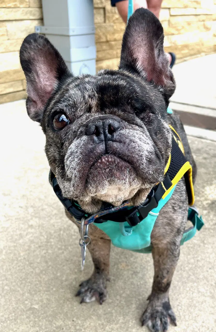 Bonnie - French Bulldog
