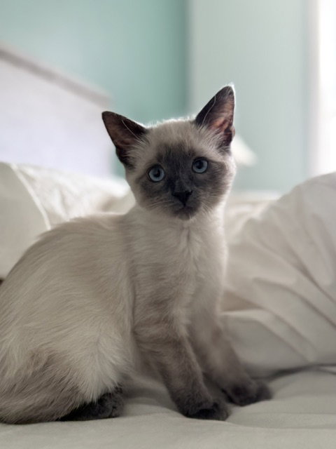 Satana, an adoptable Siamese in Pittsboro, NC