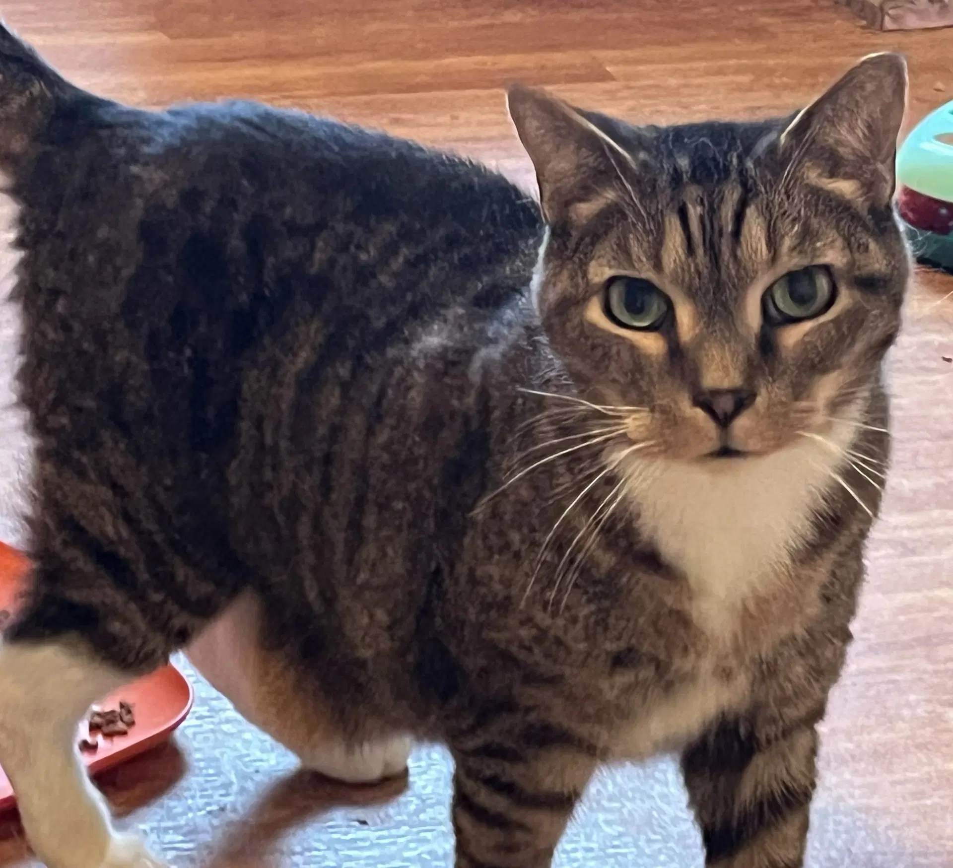 Murray - Domestic Short Hair