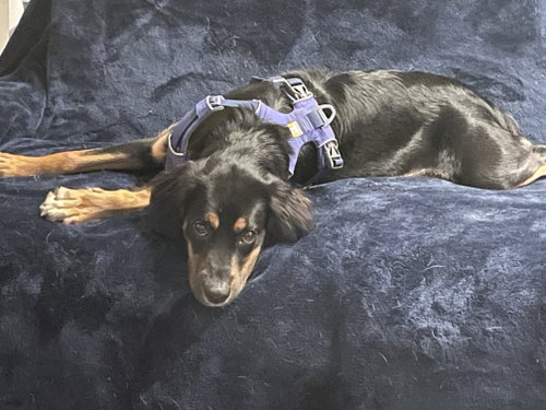 Maggie photo 2