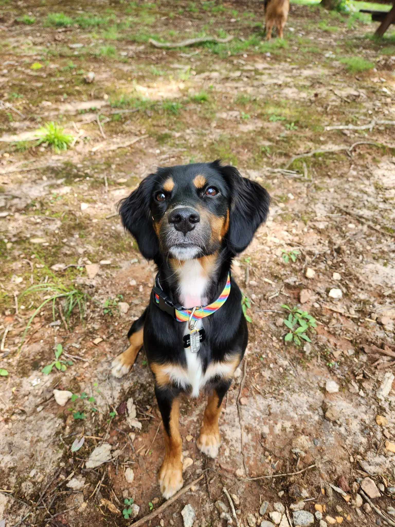 Maggie - Spaniel