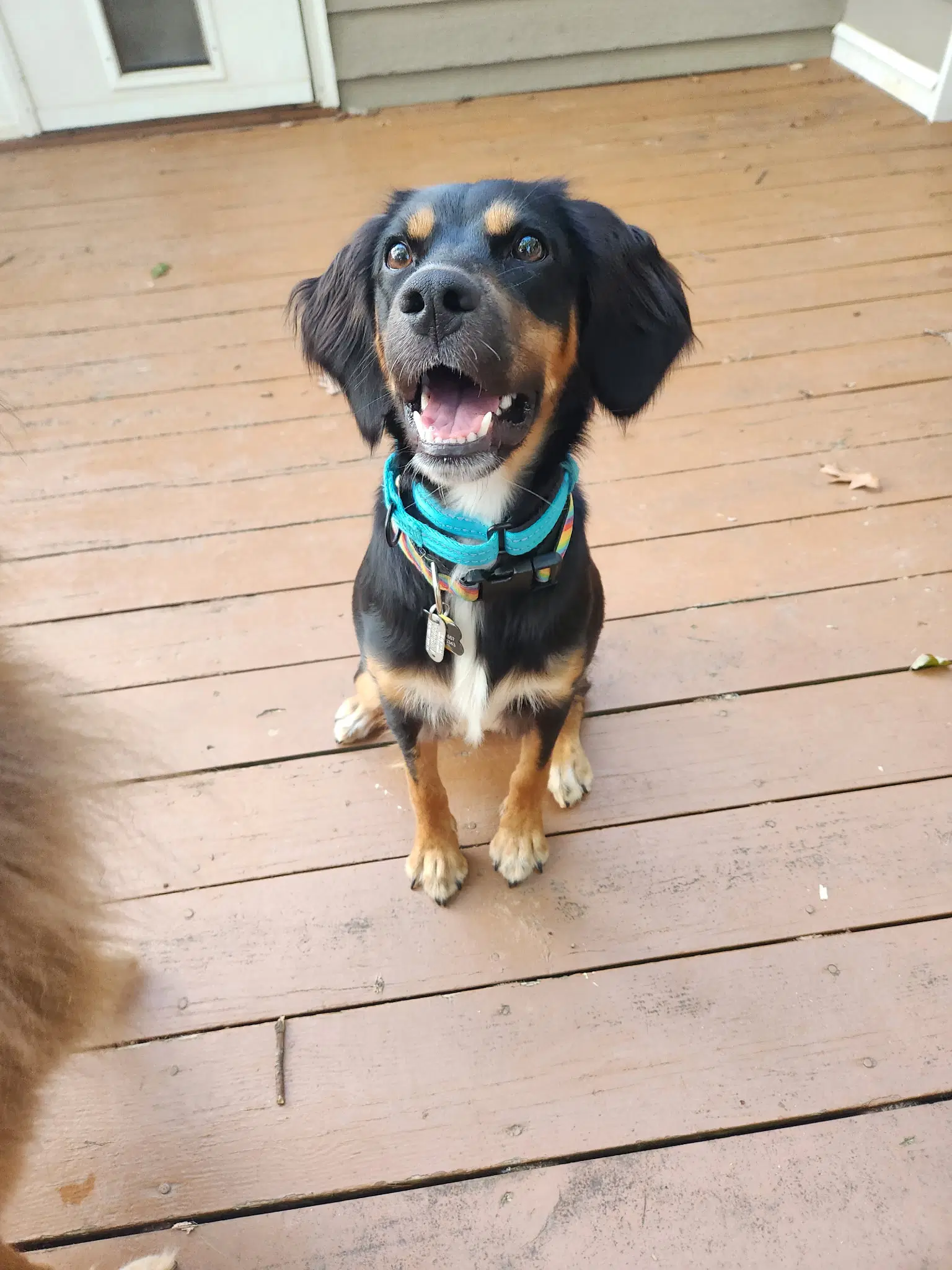Maggie image 4