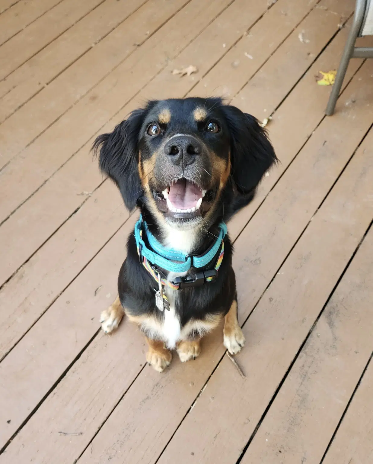 Maggie - Spaniel