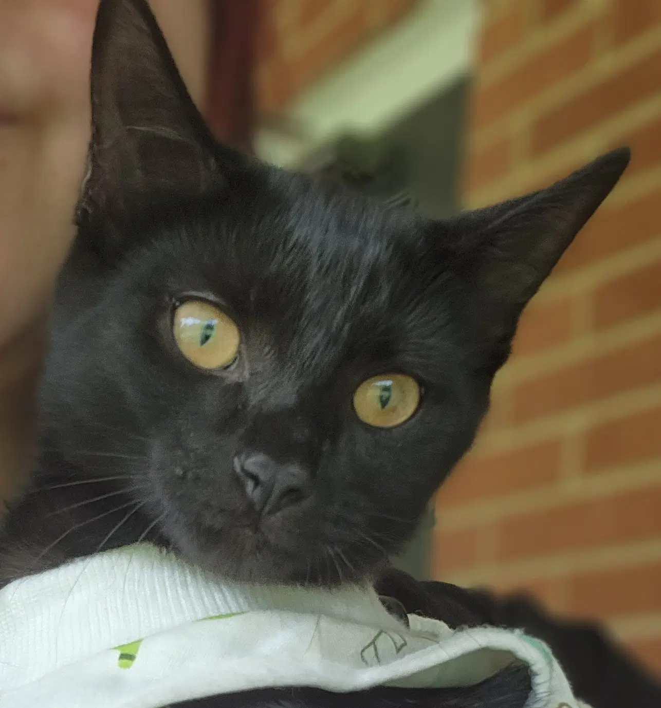 Thickums - Domestic Short Hair