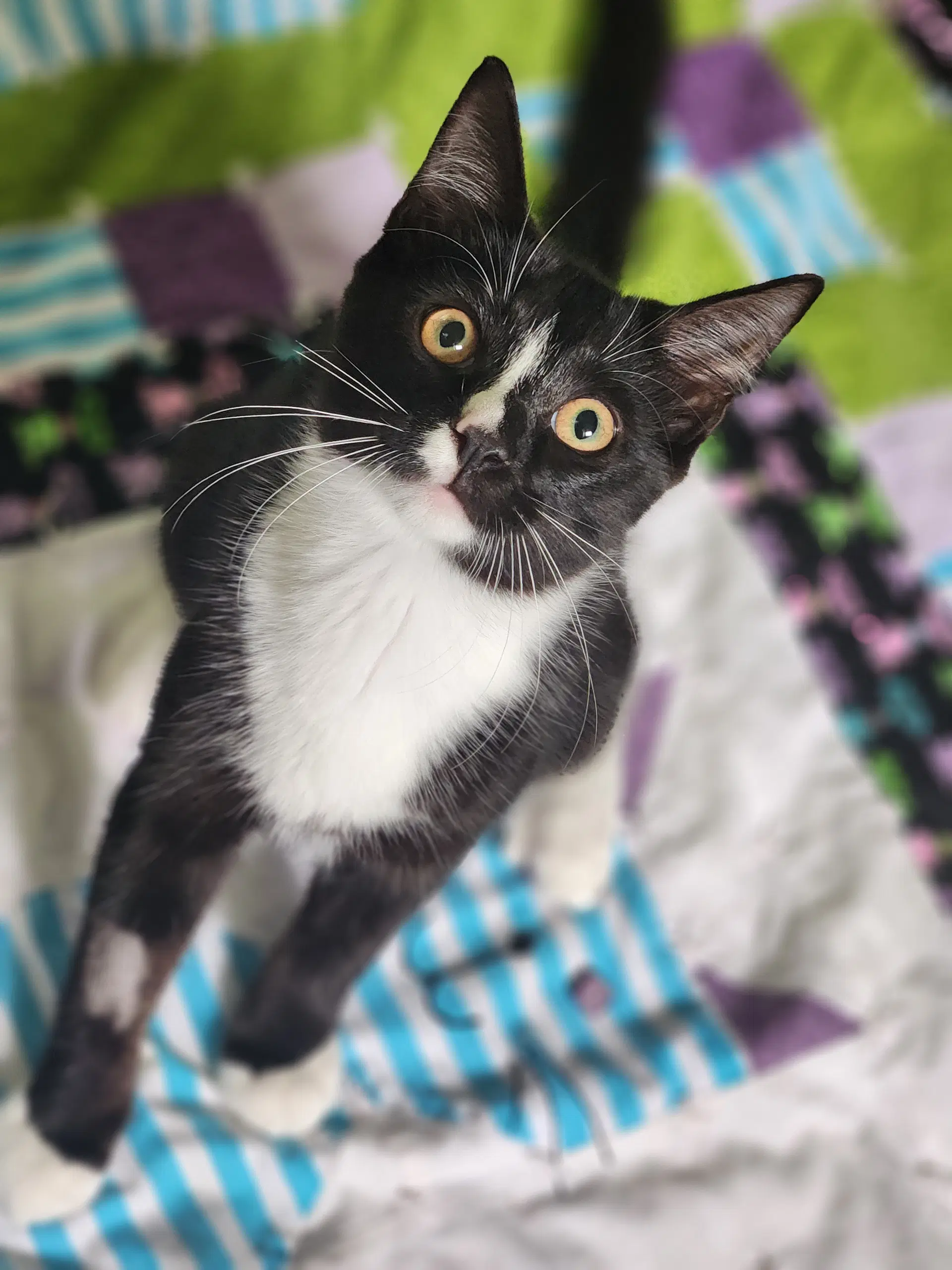 Little Man - Domestic Short Hair