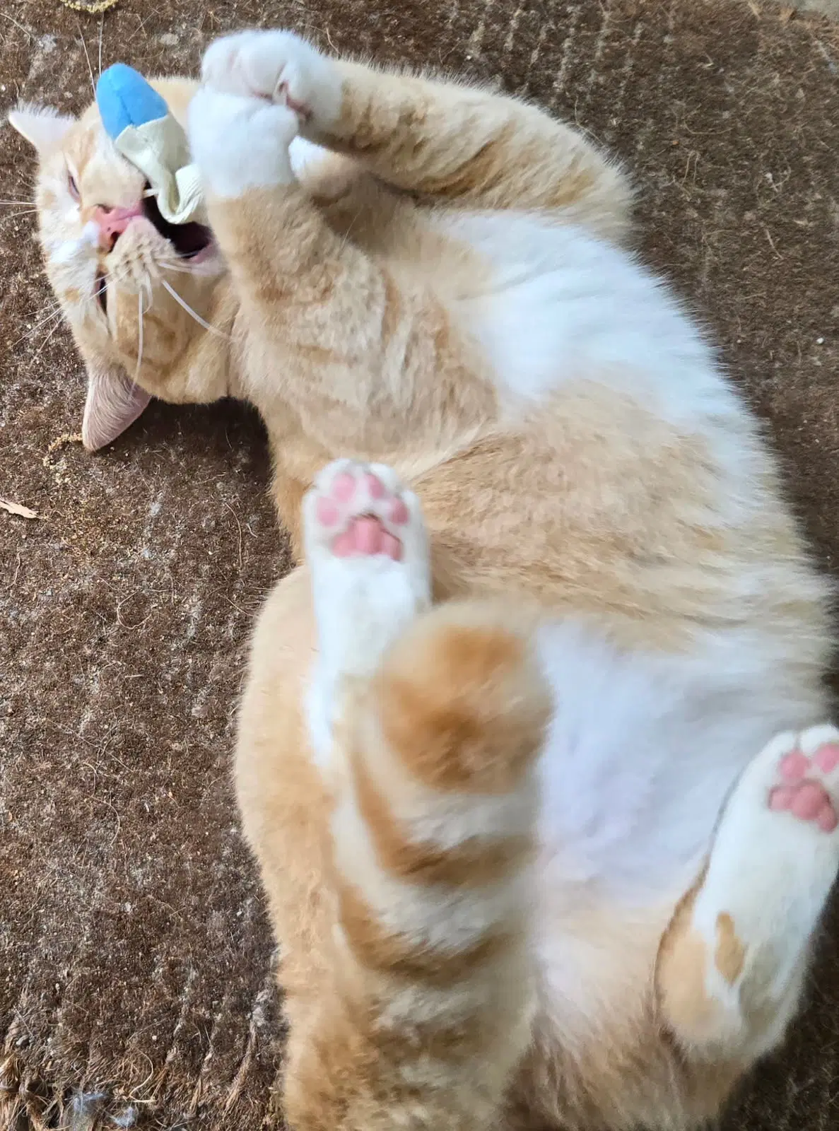 Georgie - Domestic Short Hair