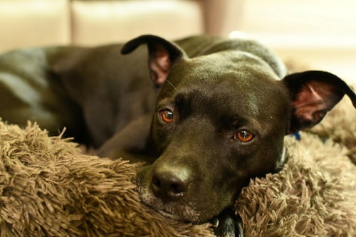 Tucker