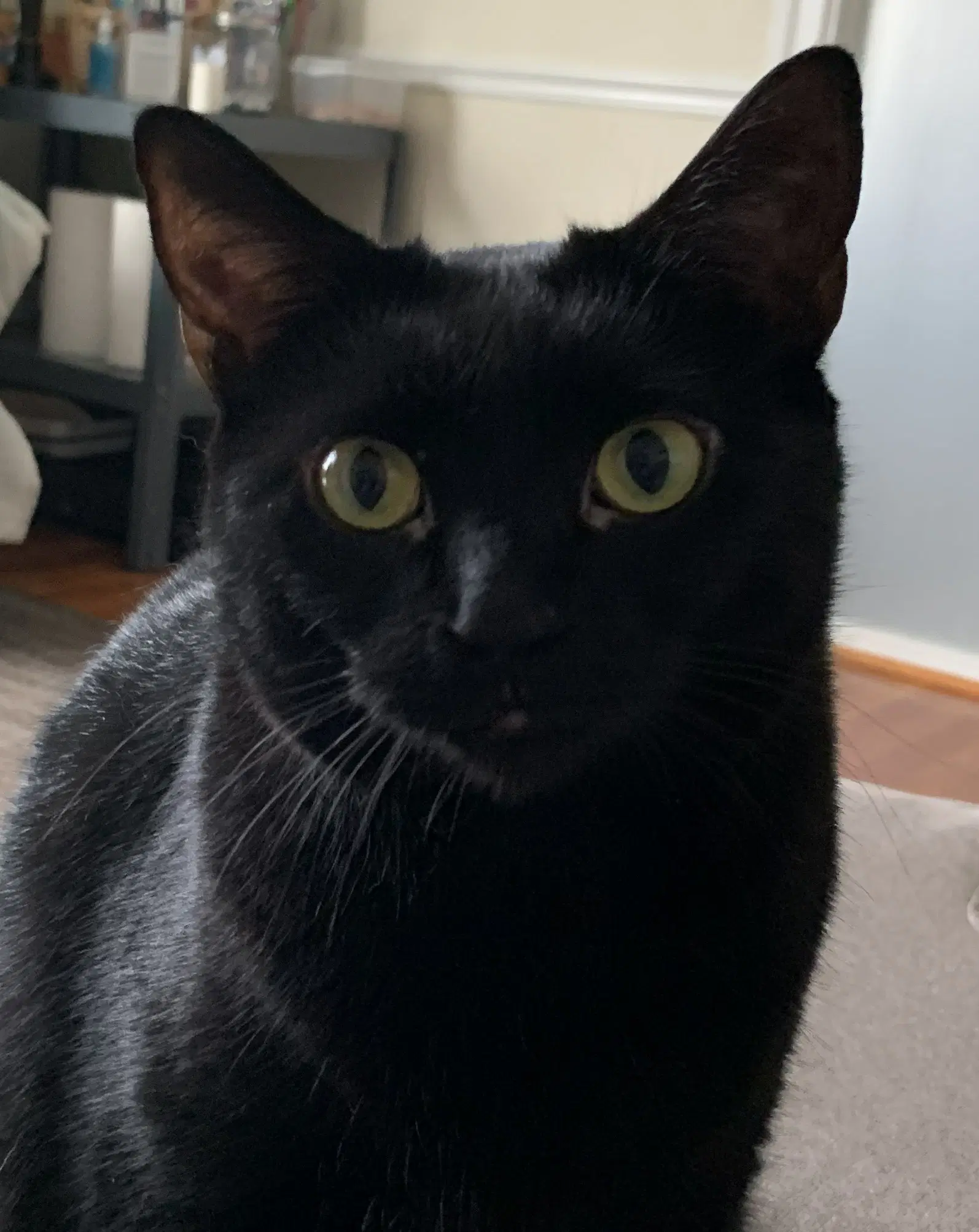 Loki image 3