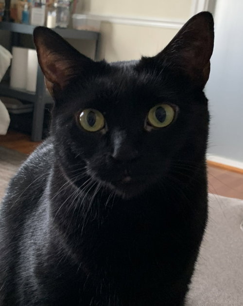 Photo 3 of Loki