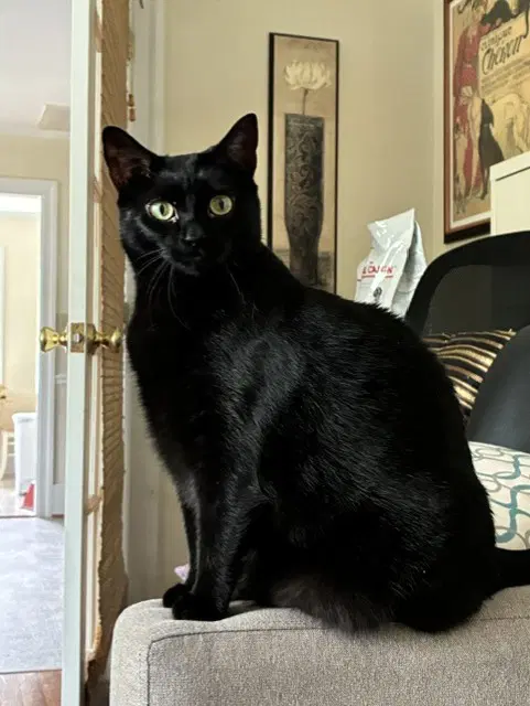 Loki - Domestic Short Hair