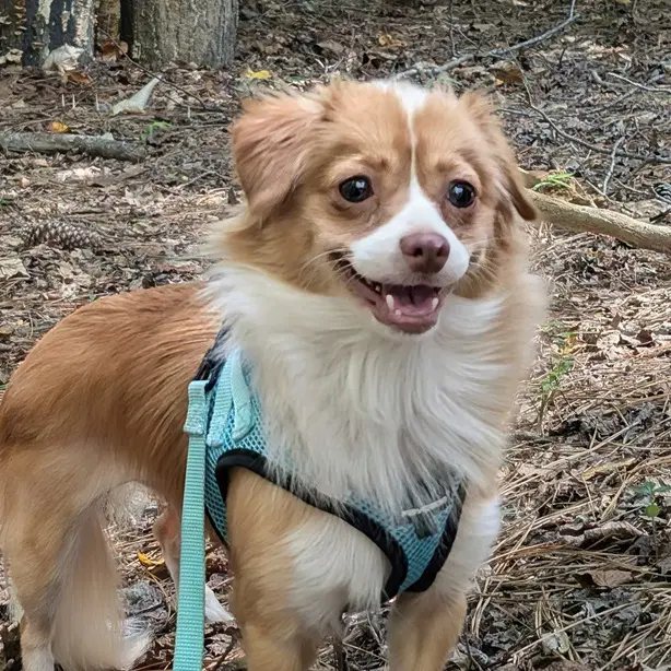 Pippi - Chihuahua