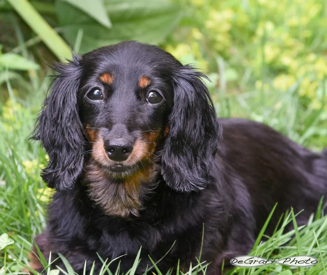 Lacy - Dachshund