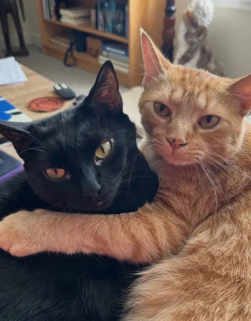 Baldur - Domestic Short Hair