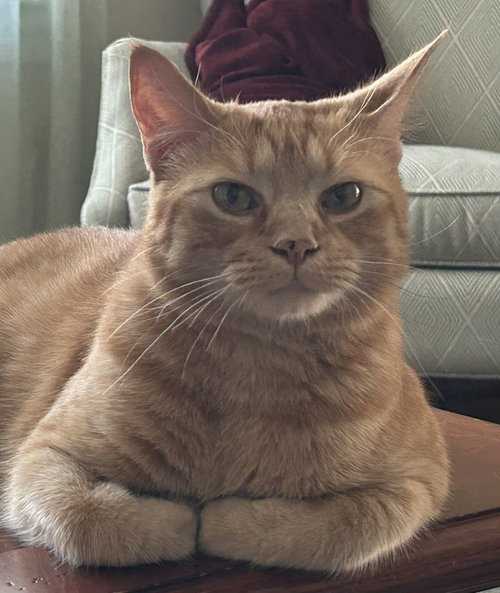 picture of the cat needing adoption