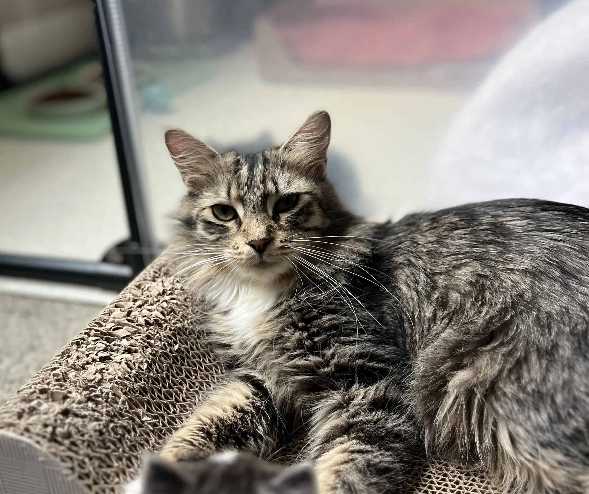 Birdie - Domestic Medium Hair
