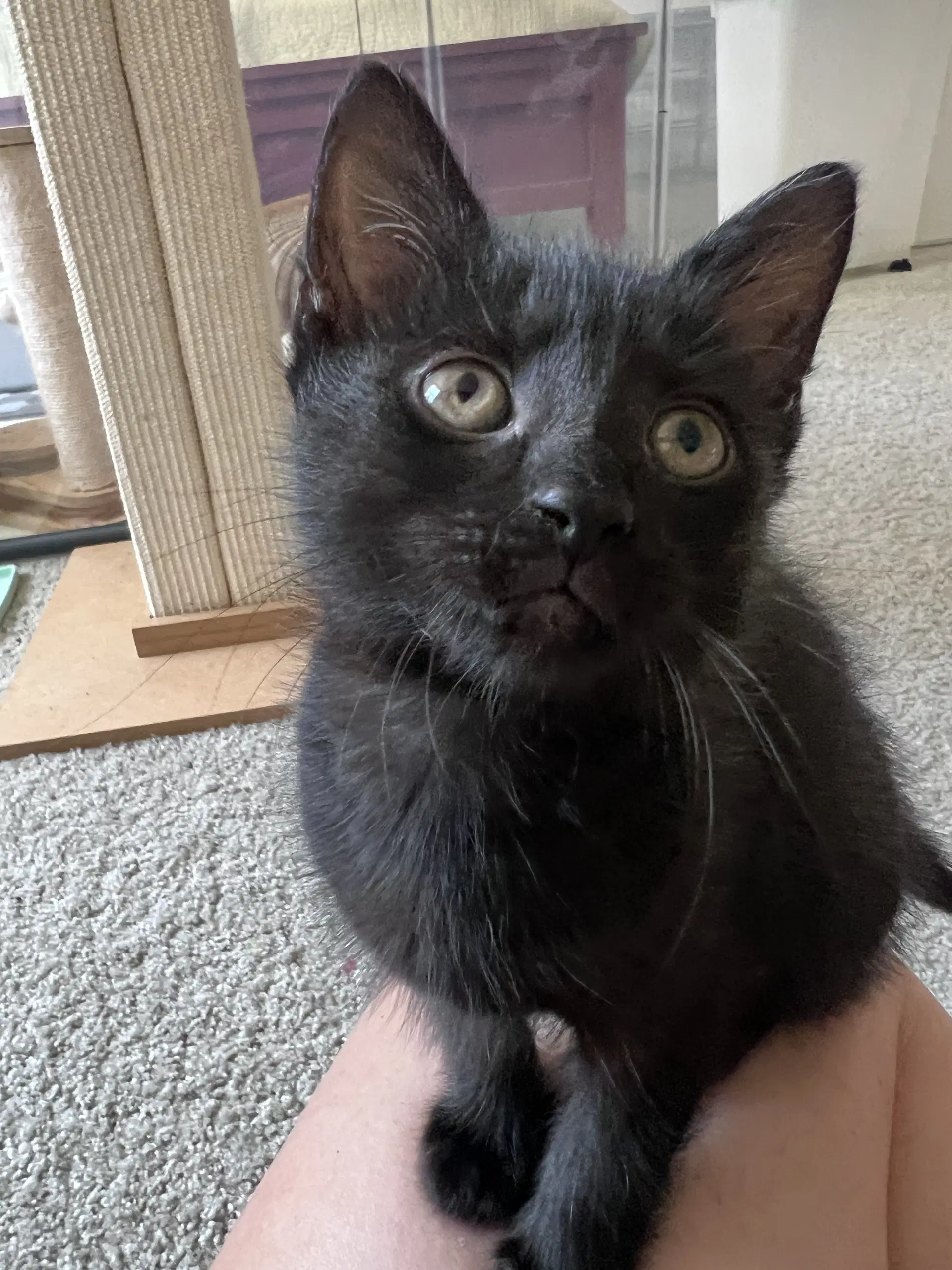 Raven - Domestic Short Hair