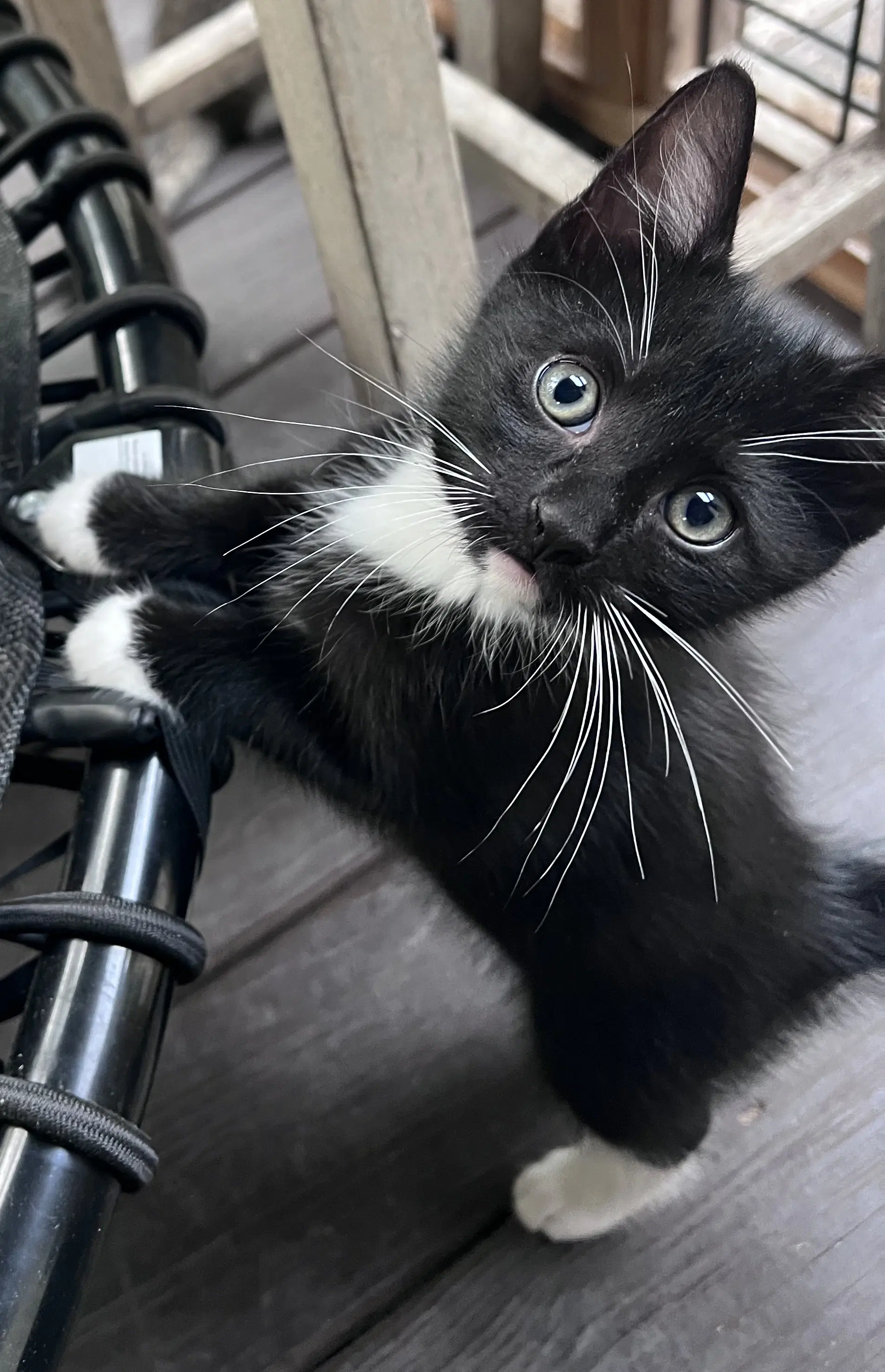 Bear - Domestic Short Hair