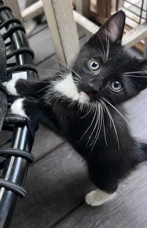 picture of the cat needing adoption