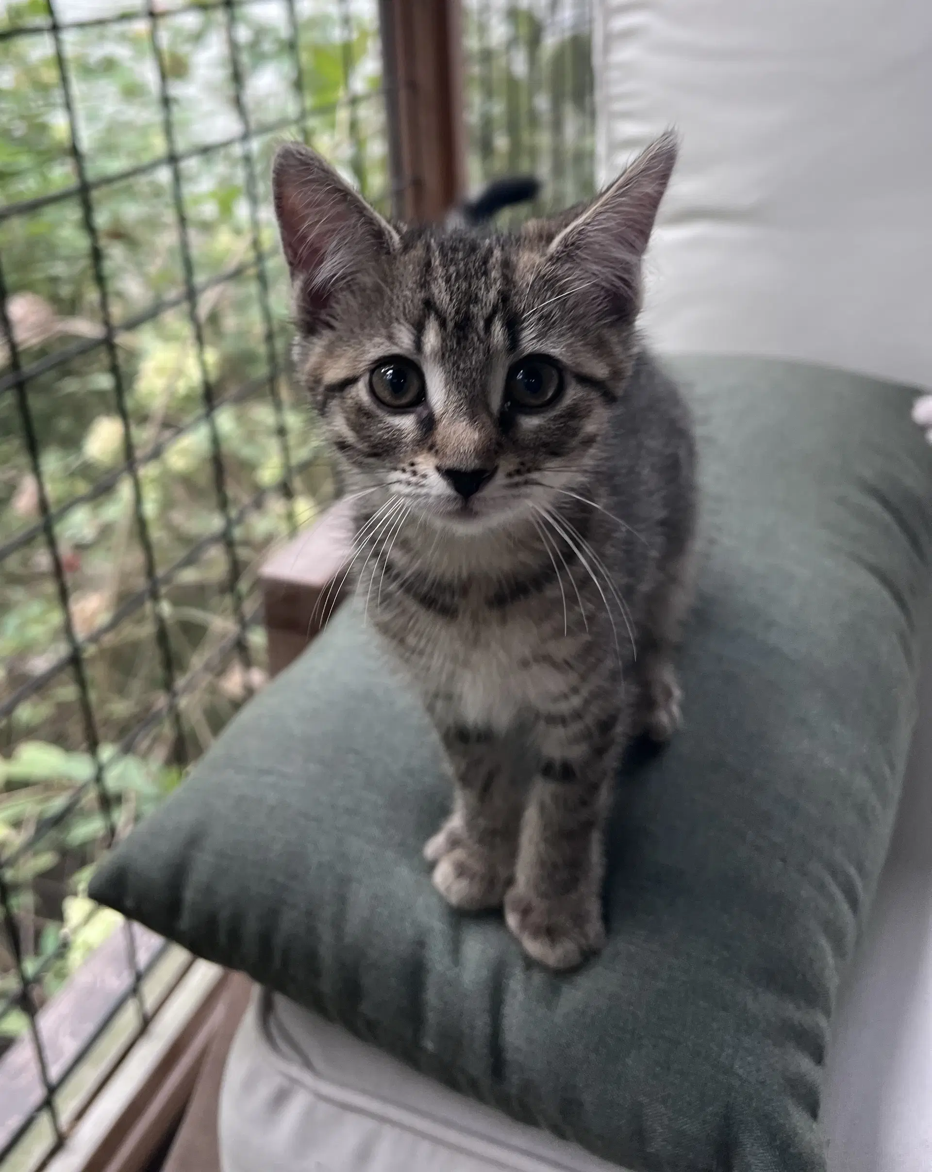 Piglet - Domestic Short Hair