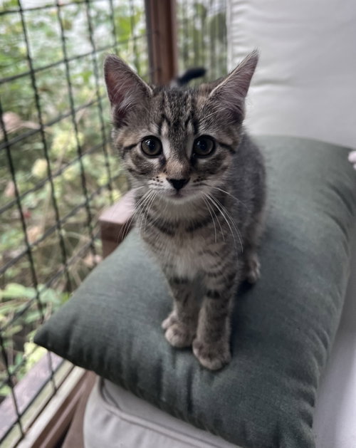 picture of the cat needing adoption