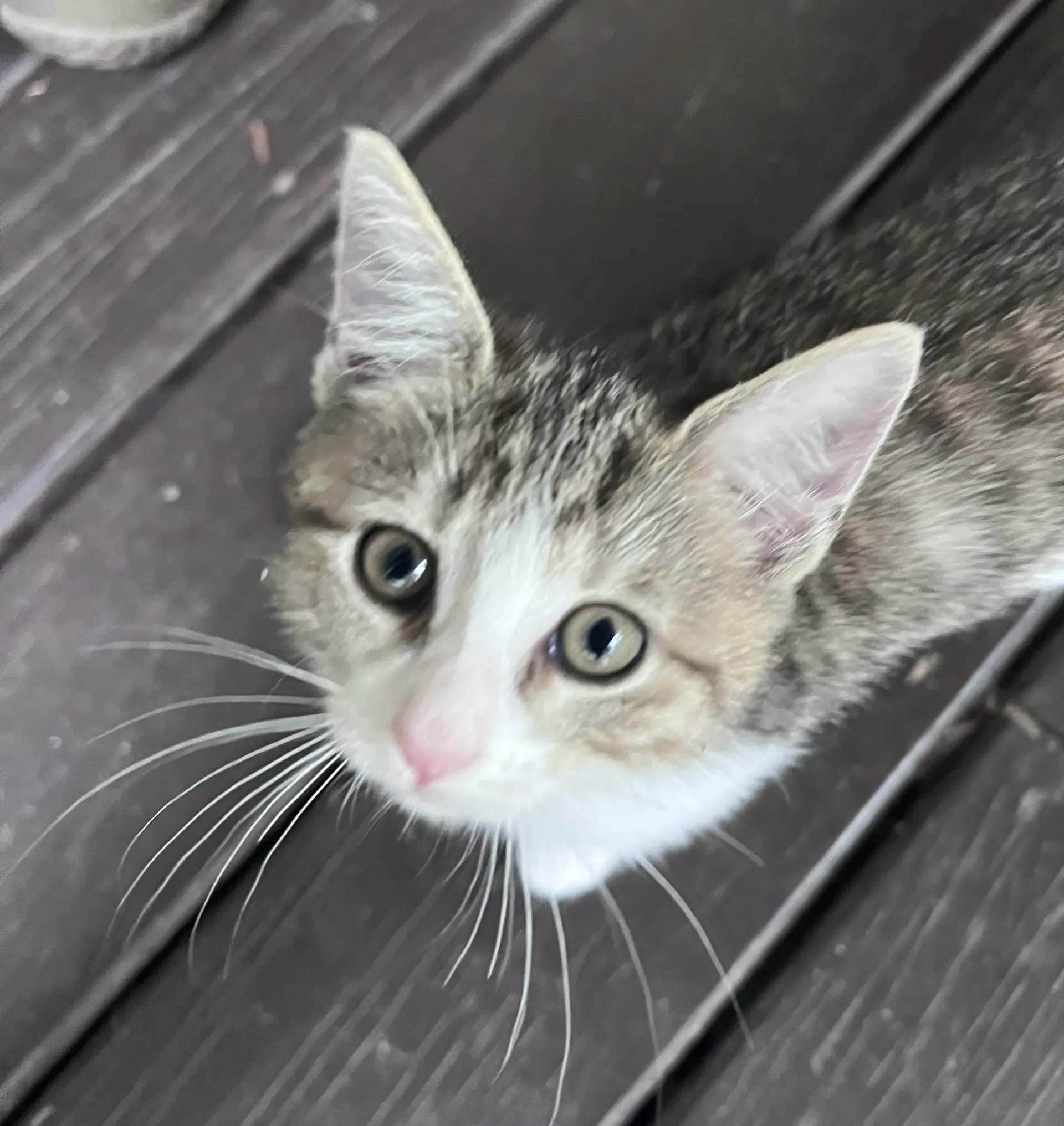 Magpie - Domestic Short Hair