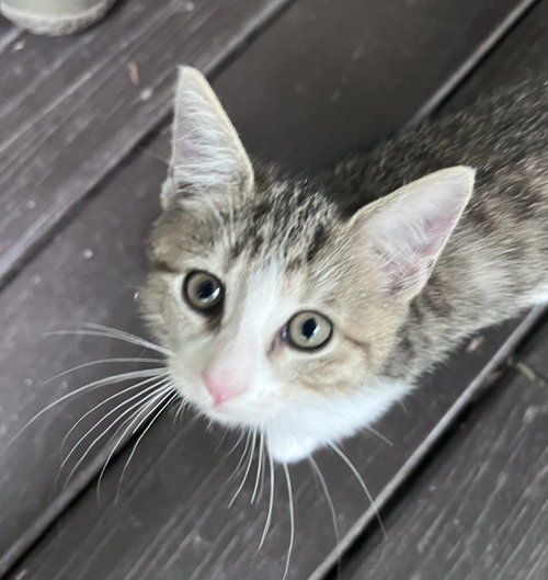picture of the cat needing adoption