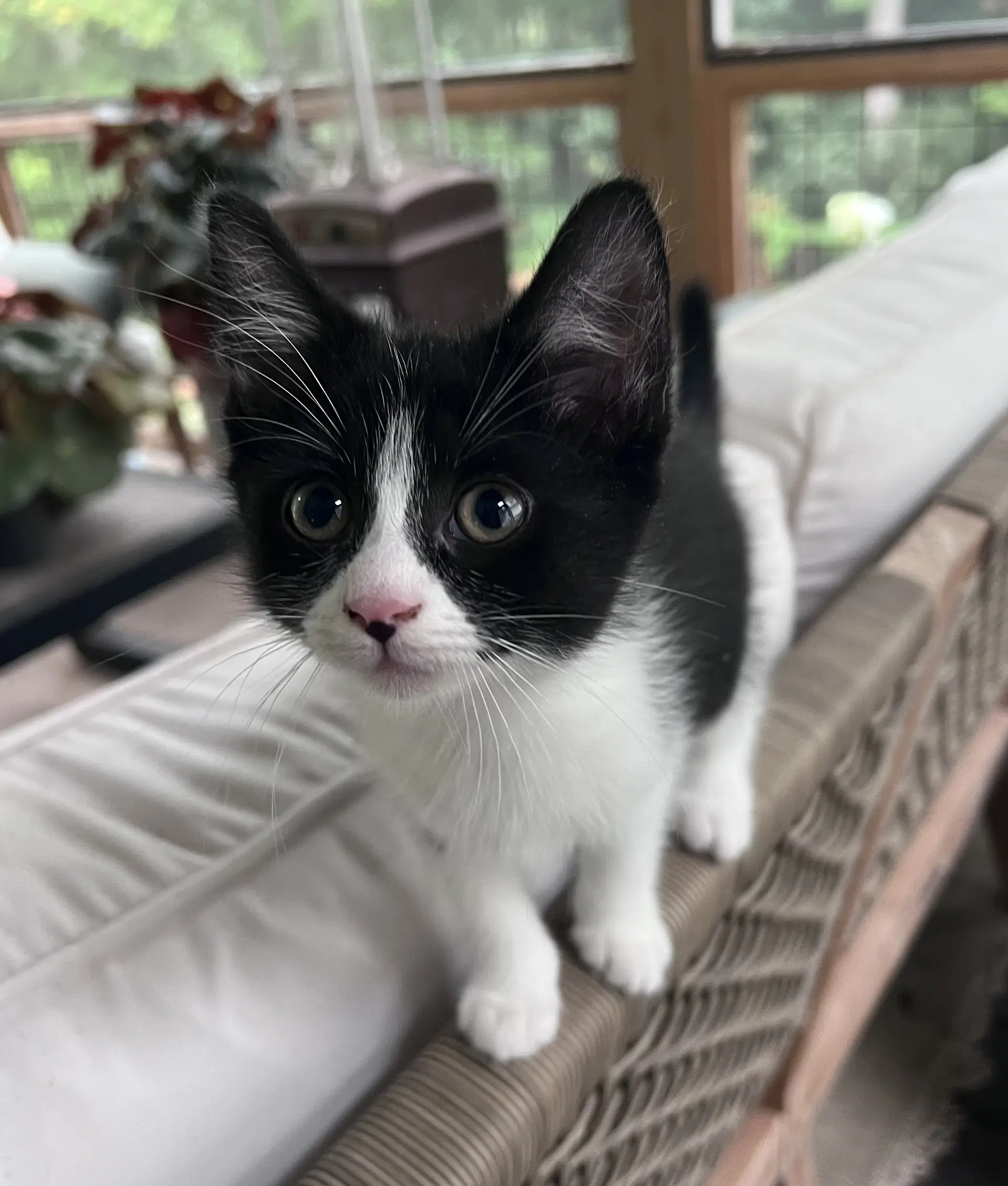 Puffin - Domestic Short Hair