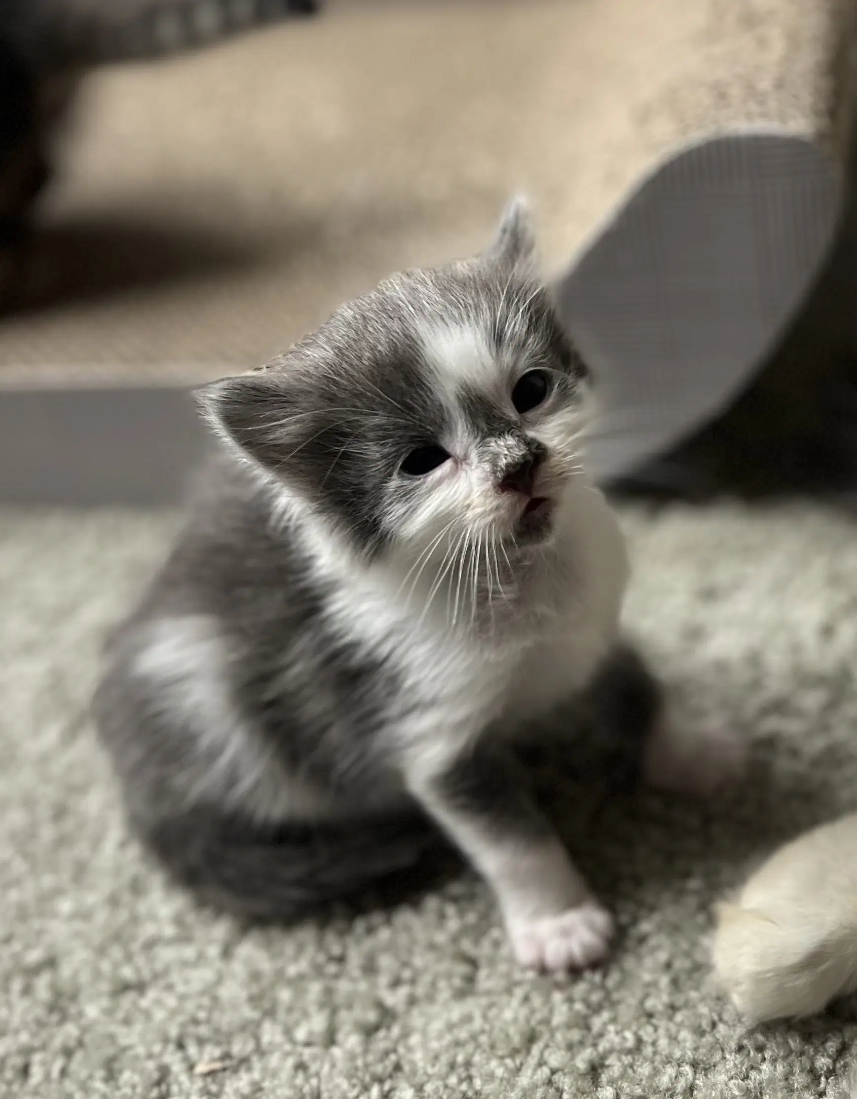Mouse image 4