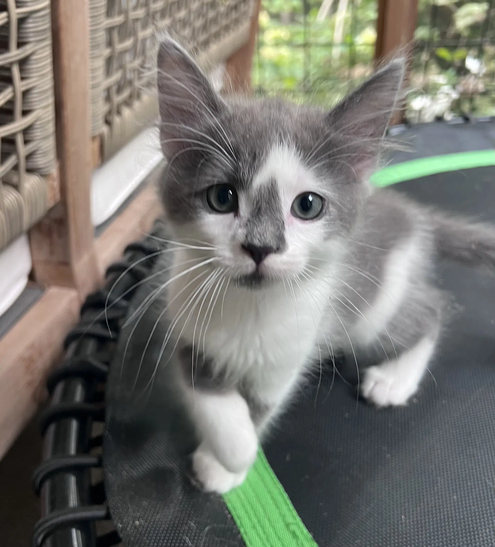 Mouse - Domestic Medium Hair