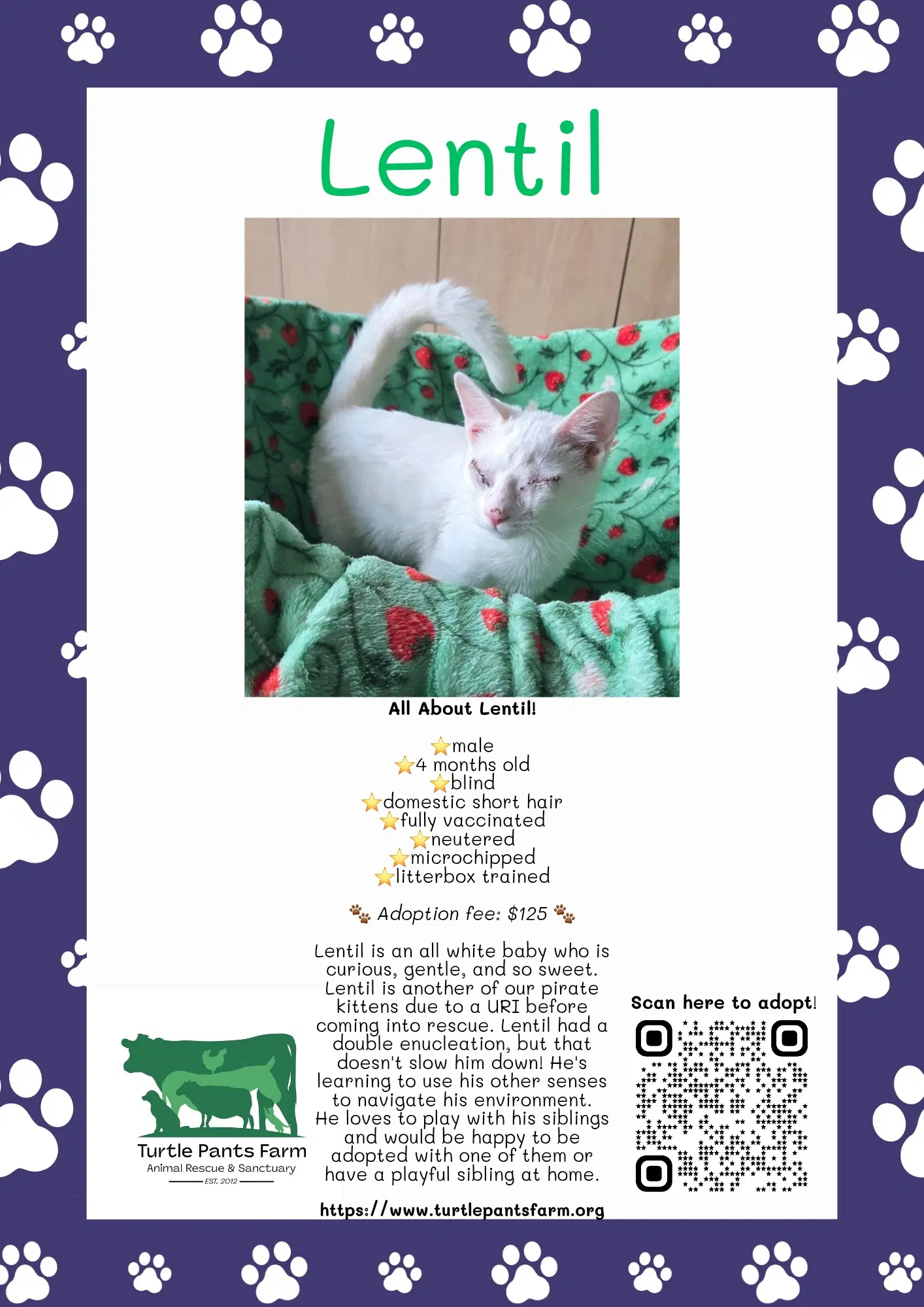 Lentil - Domestic Short Hair